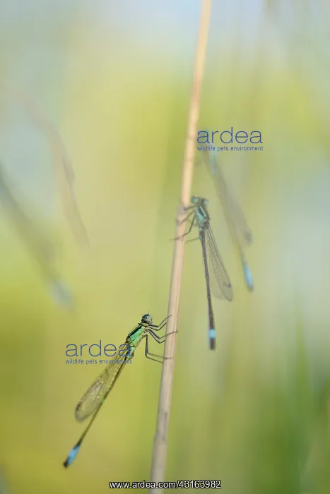 : Blue-tailed Damselfly : Blue-tailed Damselfly