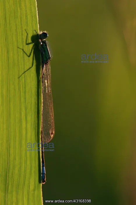 : Blue-tailed Damselfly : Blue-tailed Damselfly