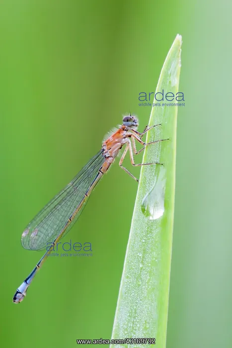 : Blue-tailed Damselfly : Blue-tailed Damselfly