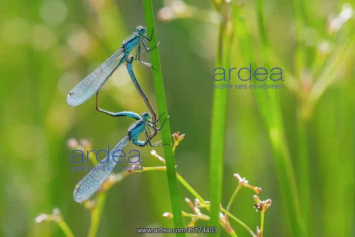 : Blue-tailed Damselfly : Blue-tailed Damselfly
