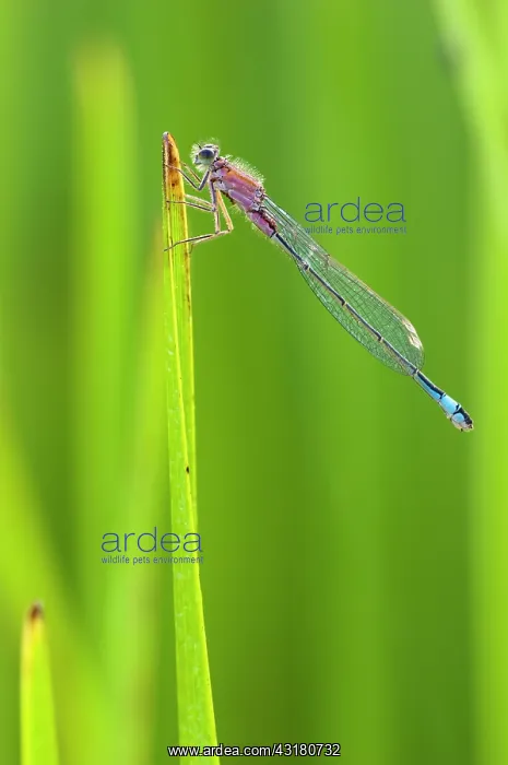 : Blue-tailed Damselfly : Blue-tailed Damselfly