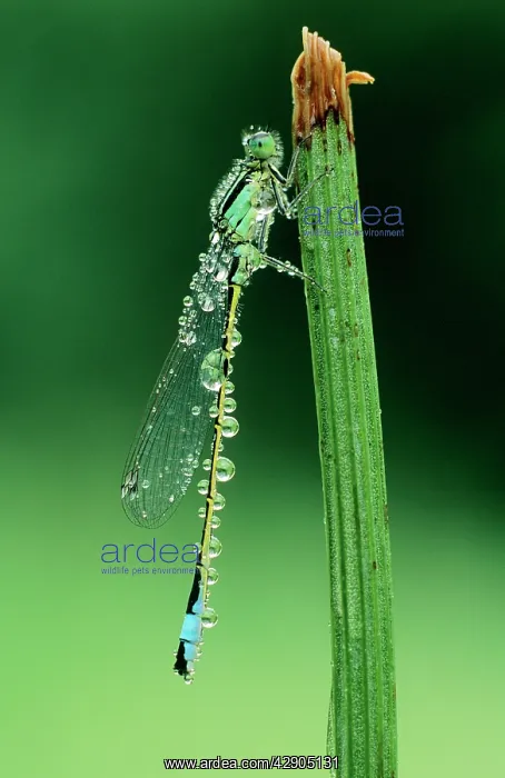: Blue-tailed DAMSELFLY - covered with dew drops : Blue-tailed DAMSELFLY - covered with dew drops