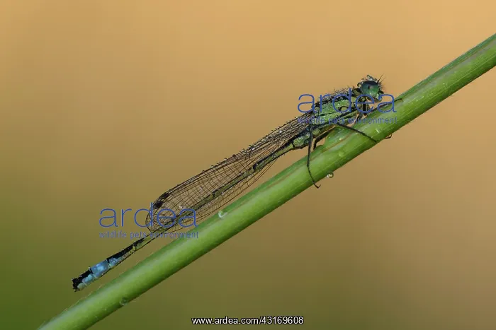  : Blue-tailed Damselfly (Ischnura elegans)