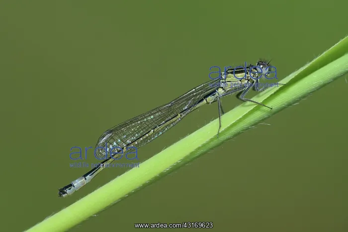 : Blue-tailed Damselfly (Ischnura elegans) : Blue-tailed Damselfly (Ischnura elegans)