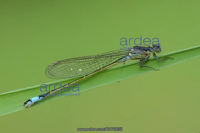  : blue-tailed damselfly (Ischnura elegans)