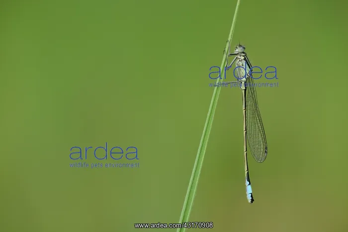 : blue-tailed damselfly (Ischnura elegans) : blue-tailed damselfly (Ischnura elegans)