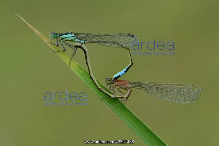  : blue-tailed damselfly (Ischnura elegans)