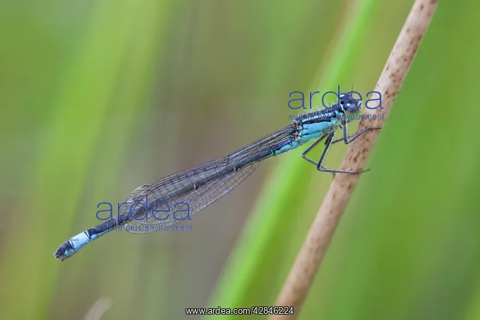 : Blue-Tailed Damselfly - male : Blue-Tailed Damselfly - male