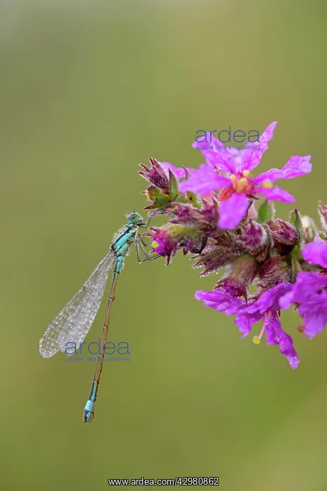 : Blue Tailed Damselfly - male on flower : Blue Tailed Damselfly - male on flower