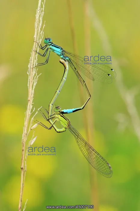 : Blue-tailed Damselfly mating : Blue-tailed Damselfly mating
