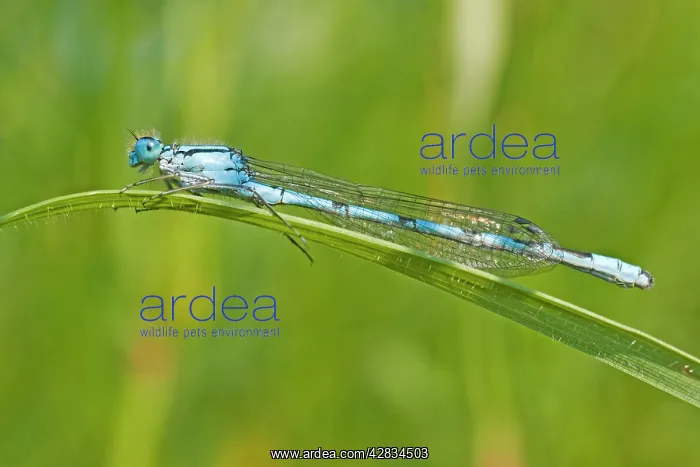 : Blue Tailed Dragonfly - male - resting on grass : Blue Tailed Dragonfly - male - resting on grass