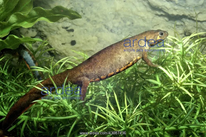  : Blue-Tailed Fire Belly Newt