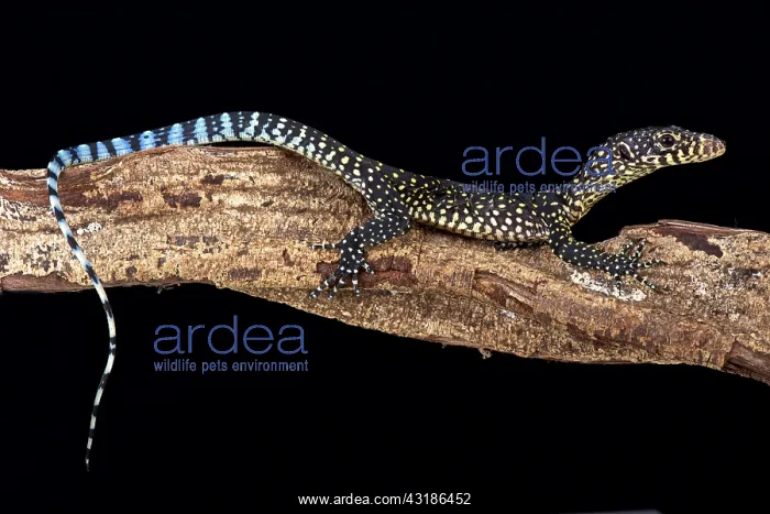 : Blue-tailed monitor (Varanus doreanus), Papua New : Blue-tailed monitor (Varanus doreanus), Papua New