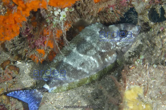: Blue-tailed Unicornfish - in mottled pattern : Blue-tailed Unicornfish - in mottled pattern