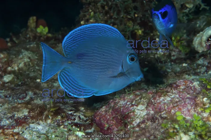 : Blue Tang (Acanthurus coeruleus), Punta : Blue Tang (Acanthurus coeruleus), Punta