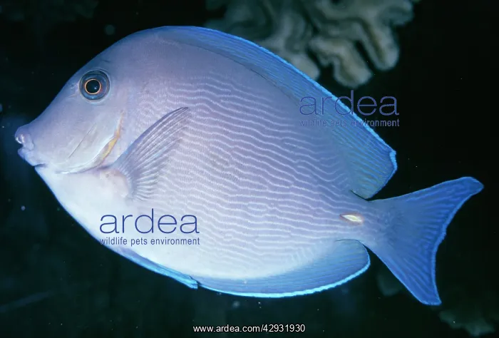 : Blue Tang Surgeonfish : Blue Tang Surgeonfish
