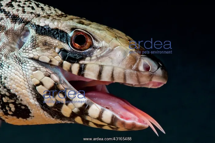 : Blue tegu (Tupinambis merianae sp.), Argentina : Blue tegu (Tupinambis merianae sp.), Argentina