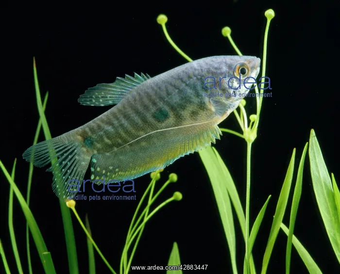 : Blue / Three-spot Gourami : Blue / Three-spot Gourami