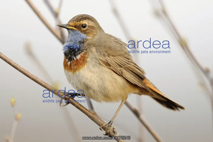 : Blue throat... Bluethroat (Luscinia svecica) : Blue throat... Bluethroat (Luscinia svecica)