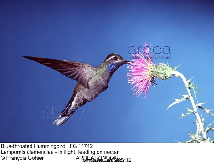 : Blue-throated Hummingbird : Blue-throated Hummingbird