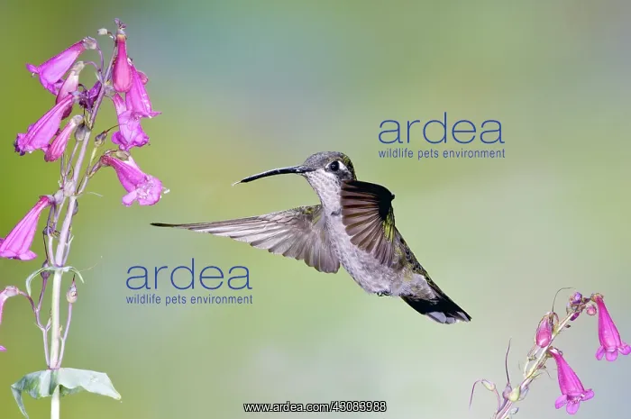 : Blue-throated Hummingbird : Blue-throated Hummingbird