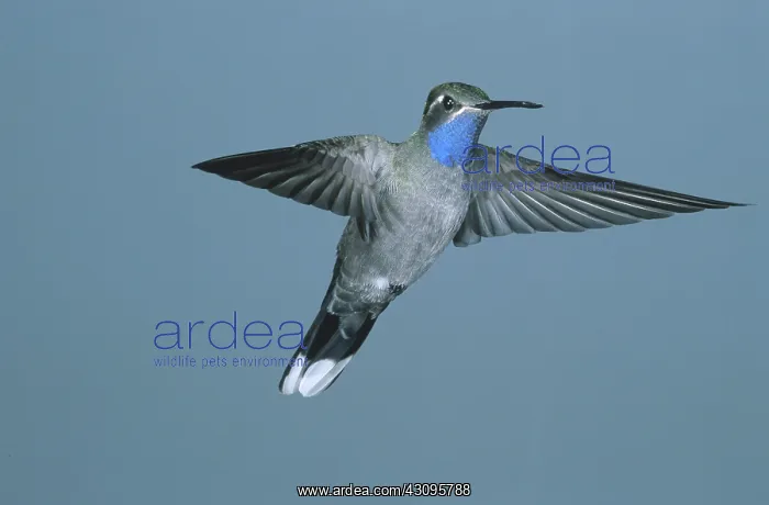 : Blue-throated Hummingbird : Blue-throated Hummingbird