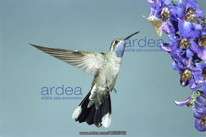 : Blue-throated Hummingbird : Blue-throated Hummingbird
