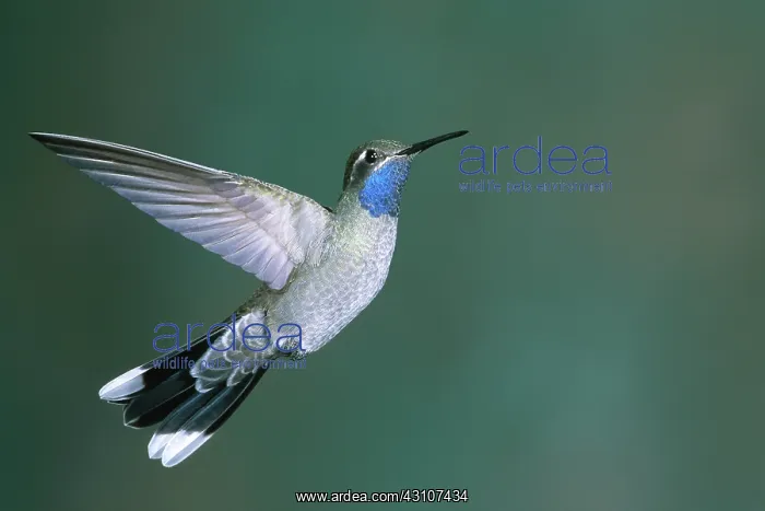 : Blue-Throated Hummingbird : Blue-Throated Hummingbird