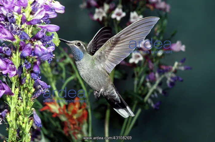 : Blue-throated Hummingbird : Blue-throated Hummingbird