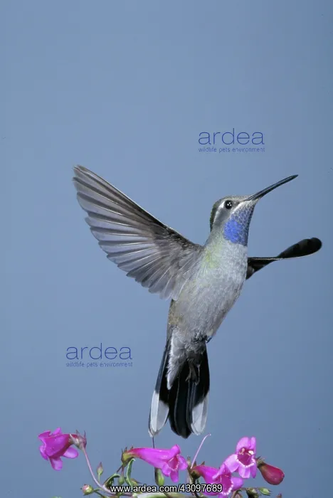 : Blue-throated Hummingbird and Canyon Penstemon : Blue-throated Hummingbird and Canyon Penstemon