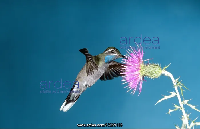 : Blue-Throated Hummingbird - in flight, hovering at flower : Blue-Throated Hummingbird - in flight, hovering at flower
