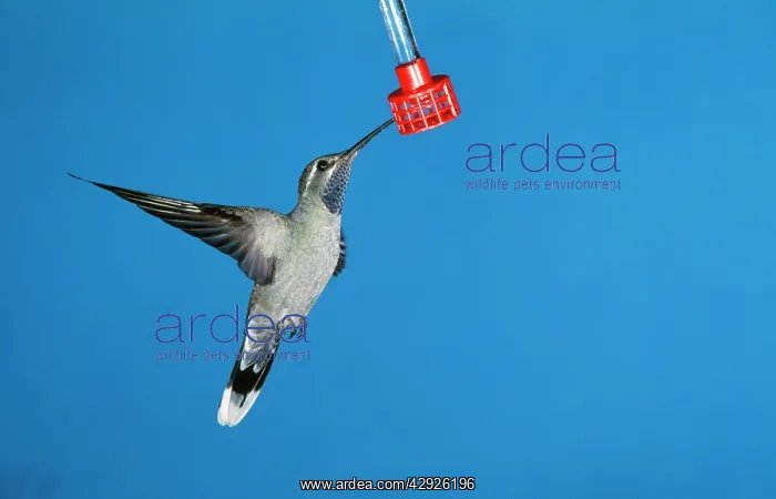 : Blue-throated Hummingbird - male : Blue-throated Hummingbird - male