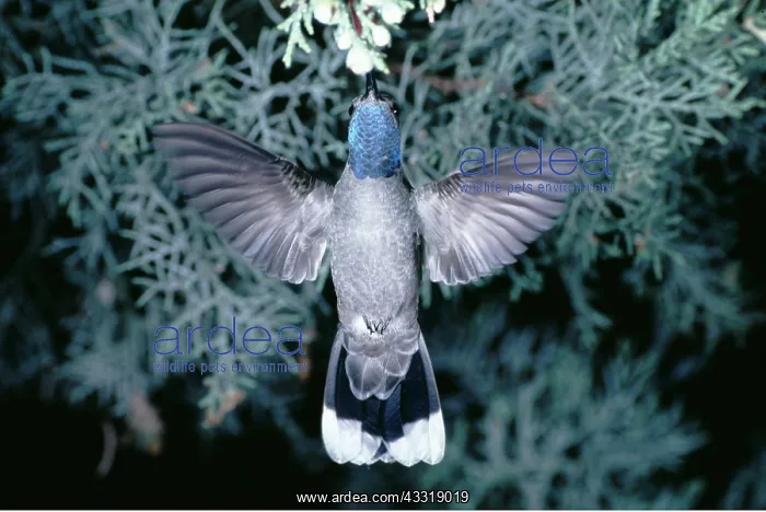 : Blue Throated Hummingbird - Male in flight : Blue Throated Hummingbird - Male in flight