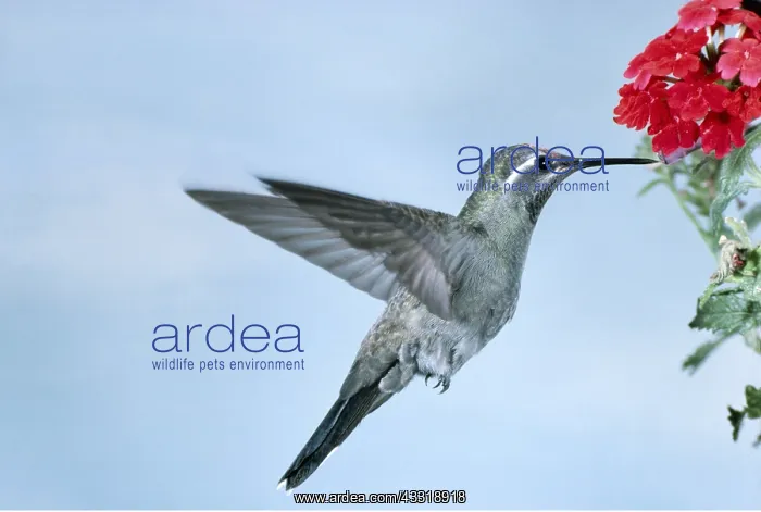 : Blue-Throated Hummingbird - Male, in flight at flower : Blue-Throated Hummingbird - Male, in flight at flower