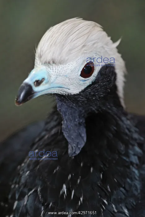 : Blue-throated Piping Guan : Blue-throated Piping Guan