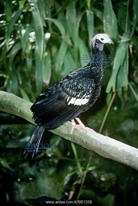 : Blue-throated piping-guan : Blue-throated piping-guan