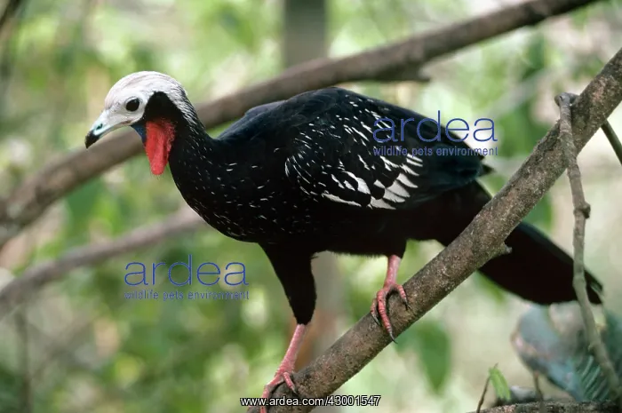 : Blue-throated Piping-guan - perched in tree : Blue-throated Piping-guan - perched in tree