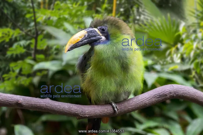 : Blue-throated toucanet (Aulacorhynchus caeruleogularis) : Blue-throated toucanet (Aulacorhynchus caeruleogularis)
