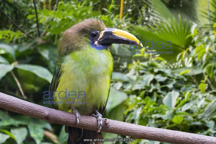 : Blue-throated toucanet (Aulacorhynchus caeruleogularis) : Blue-throated toucanet (Aulacorhynchus caeruleogularis)