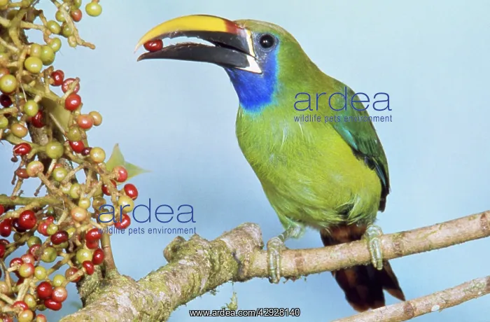: Blue-throated Toucanet - eating fruit : Blue-throated Toucanet - eating fruit
