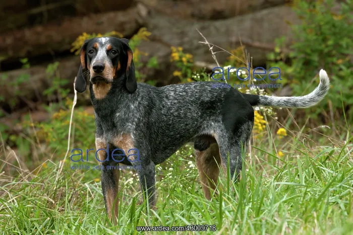 : Blue Tick Coonhound Hunting Dog : Blue Tick Coonhound Hunting Dog