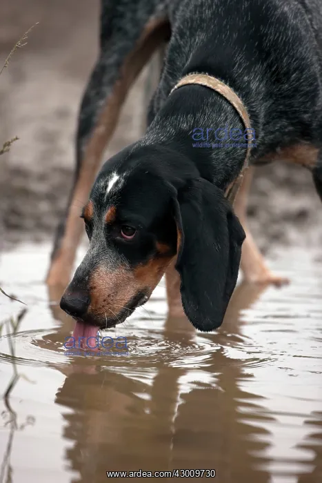 : Blue Tick Coonhound Hunting Dog : Blue Tick Coonhound Hunting Dog