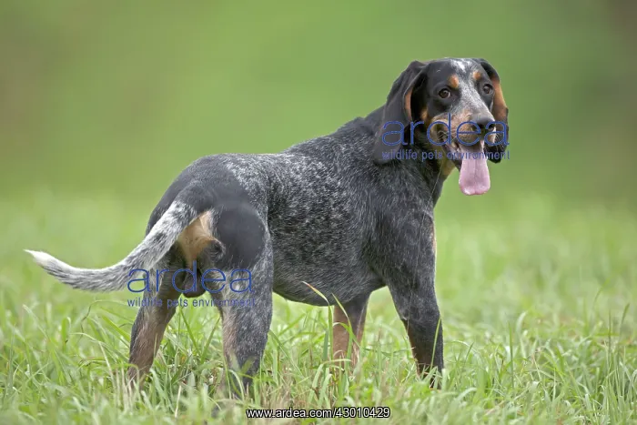 : Blue Tick Coonhound Hunting Dog : Blue Tick Coonhound Hunting Dog