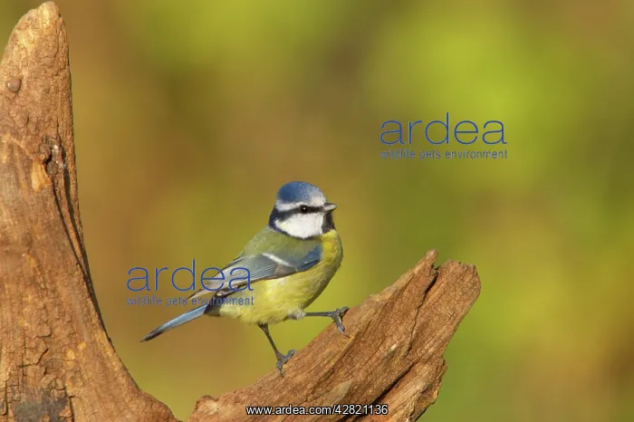 : Blue Tit (Cyanistes caeruleus). Lea Valley Park, Herts, UK. Latin formerly Parus caeruleus : Blue Tit (Cyanistes caeruleus). Lea Valley Park, Herts, UK. Latin formerly Parus caeruleus