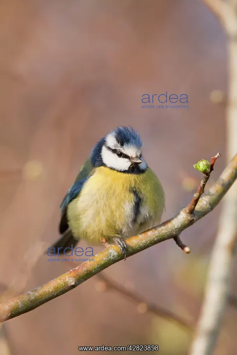  : Blue Tit (Parus caeruleus). Cornwall - UK