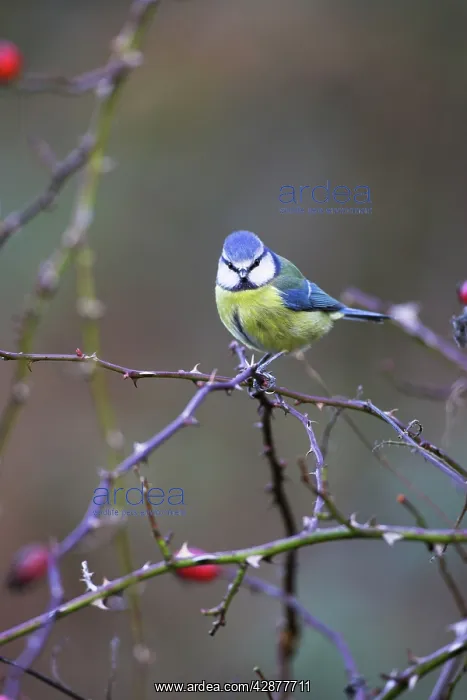 : Blue Tit (Cyanistes caeruleus). Cleveland, England, UK. Latin formerly Parus caeruleus : Blue Tit (Cyanistes caeruleus). Cleveland, England, UK. Latin formerly Parus caeruleus