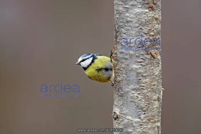 : Blue Tit (Parus caeruleus). Scottish Moor - Aviemore - Scotland : Blue Tit (Parus caeruleus). Scottish Moor - Aviemore - Scotland