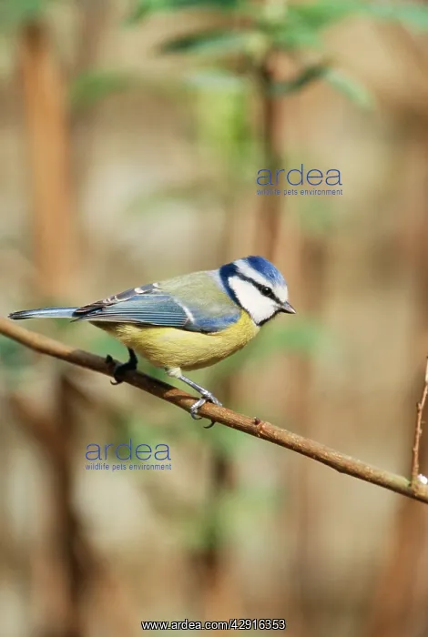 : BLUE TIT (Cyanistes caeruleus). Latin formerly Parus caeruleus : BLUE TIT (Cyanistes caeruleus). Latin formerly Parus caeruleus