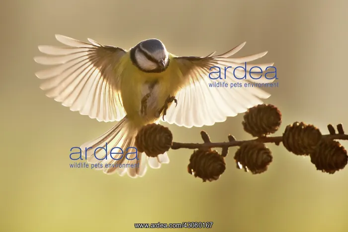 : Blue Tit (Cyanistes caeruleus) in flight, landing on a brench : Blue Tit (Cyanistes caeruleus) in flight, landing on a brench