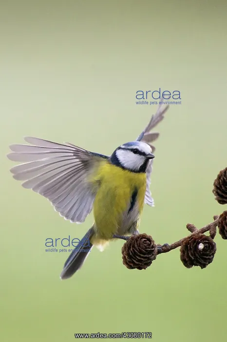 : Blue Tit (Cyanistes caeruleus) landing on a brench with wings spread : Blue Tit (Cyanistes caeruleus) landing on a brench with wings spread